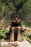 AIREDALE TERRIER 066